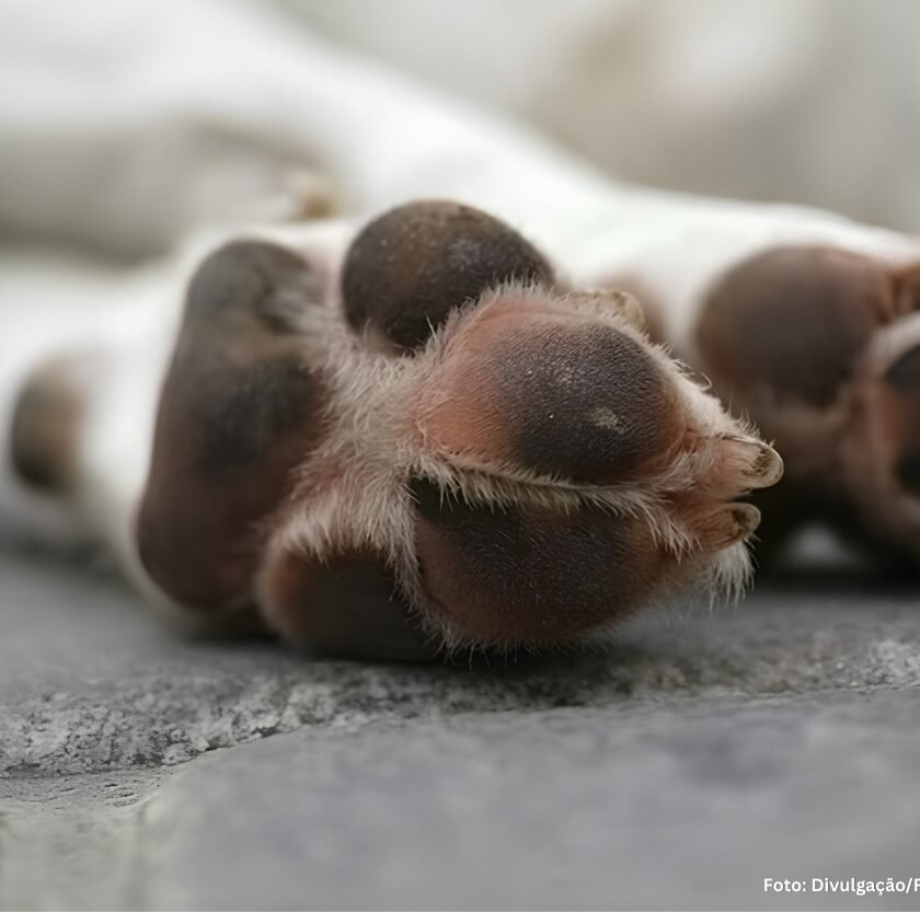 Prefeitura de Congonhas divulga nota sobre suspeita de envenenamento de animais
