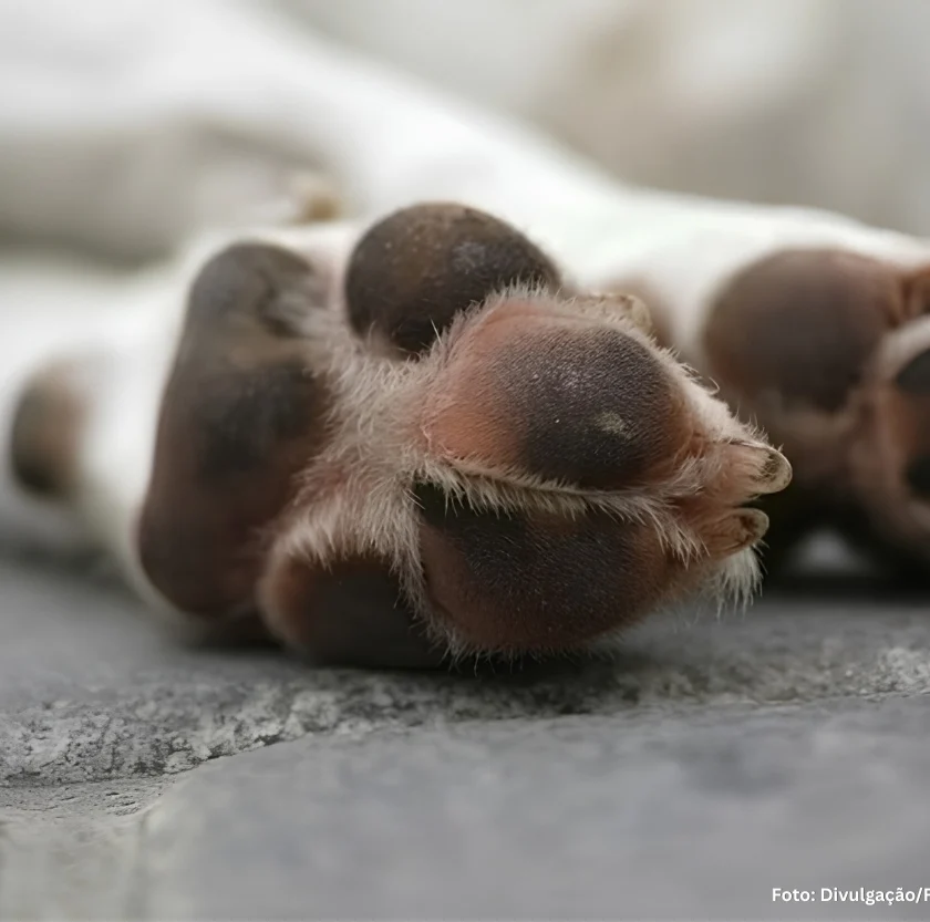 Prefeitura de Congonhas divulga nota sobre suspeita de envenenamento de animais