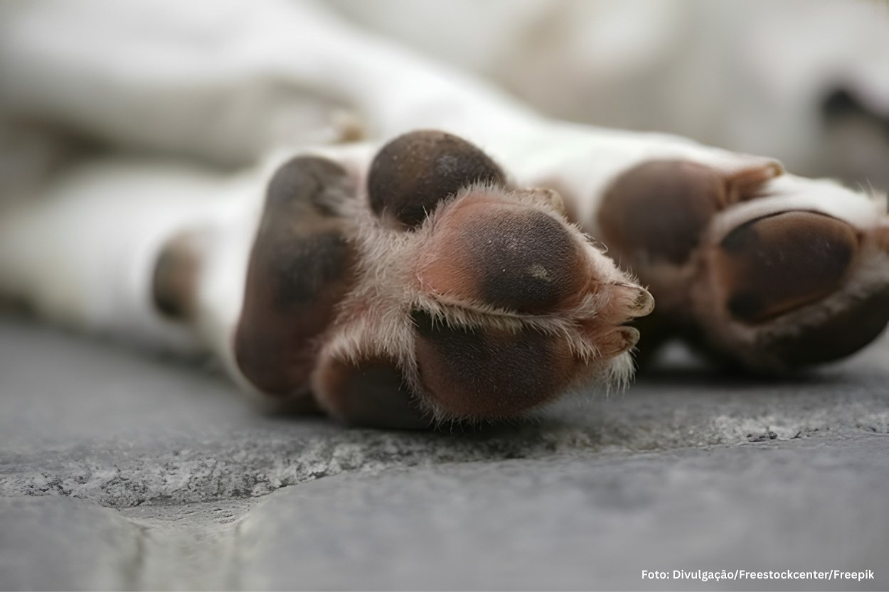 Prefeitura de Congonhas divulga nota sobre suspeita de envenenamento de animais