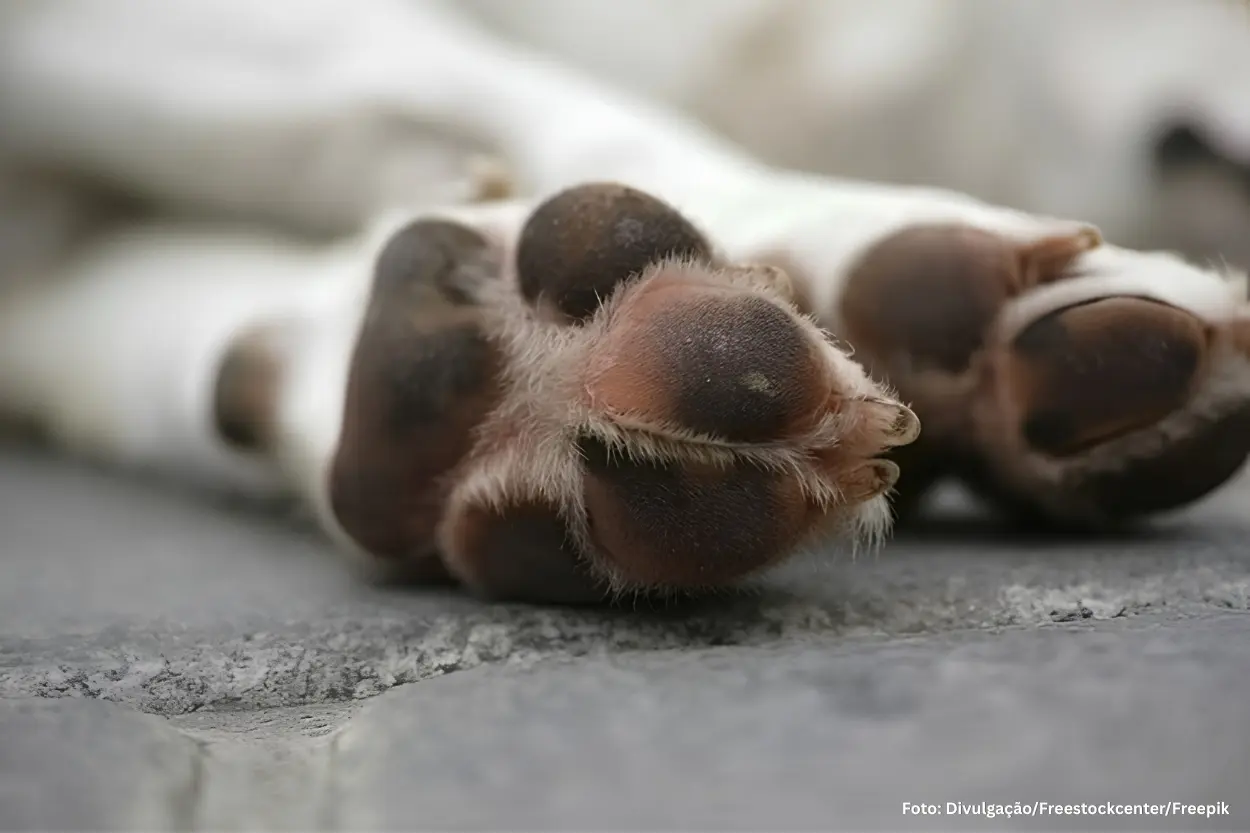 Prefeitura de Congonhas divulga nota sobre suspeita de envenenamento de animais