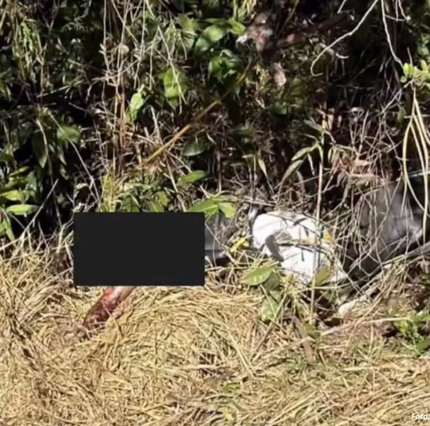 Corpo de homem é encontrado em área de mata em Mariana