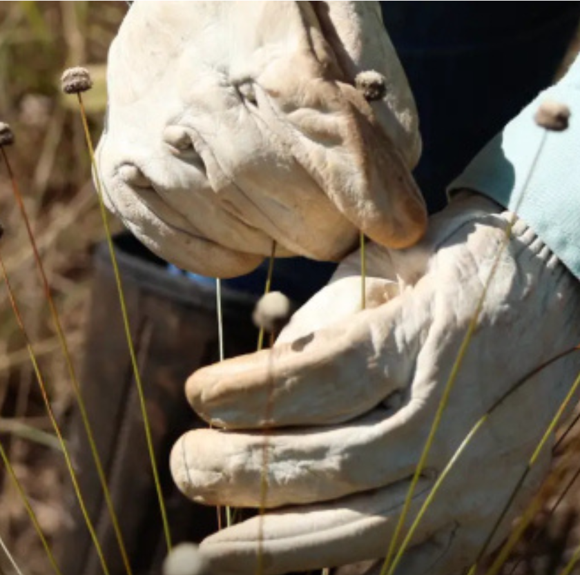 Plantas consideradas extintas há décadas são reencontradas em áreas da Vale