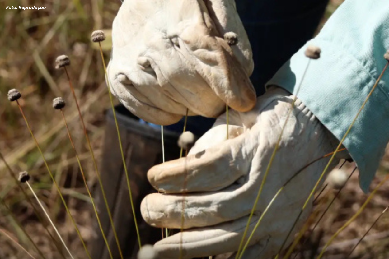 Plantas consideradas extintas há décadas são reencontradas em áreas da Vale