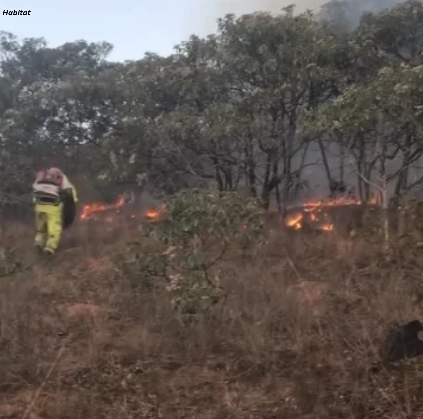 Incêndio de grande porte atinge área de vegetação no bairro Cartucha, em Mariana