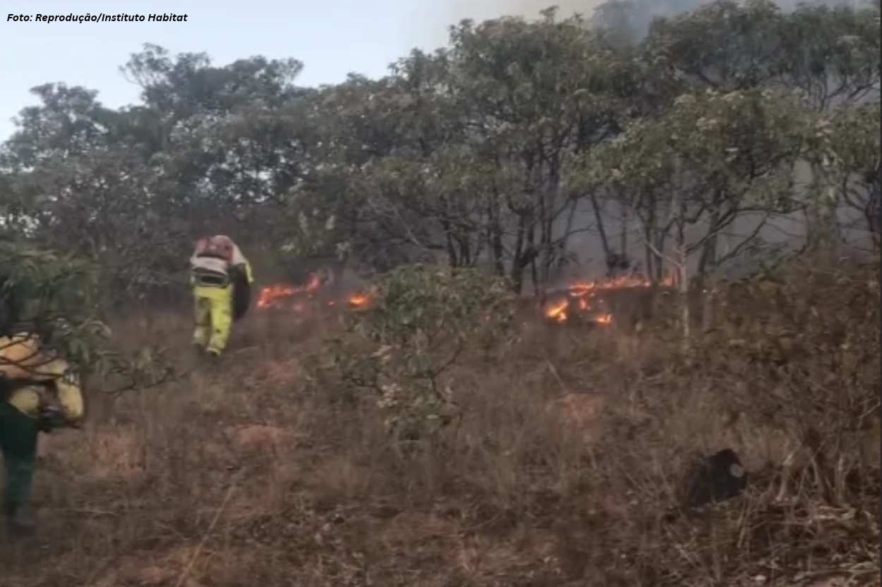 Incêndio de grande porte atinge área de vegetação no bairro Cartucha, em Mariana
