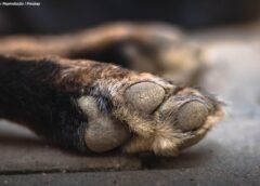 Morador denuncia morte de cão a tiros em distrito de Ouro Preto
