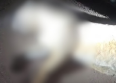 Onça-parda morre atropelada na BR-356 em Ouro Preto
