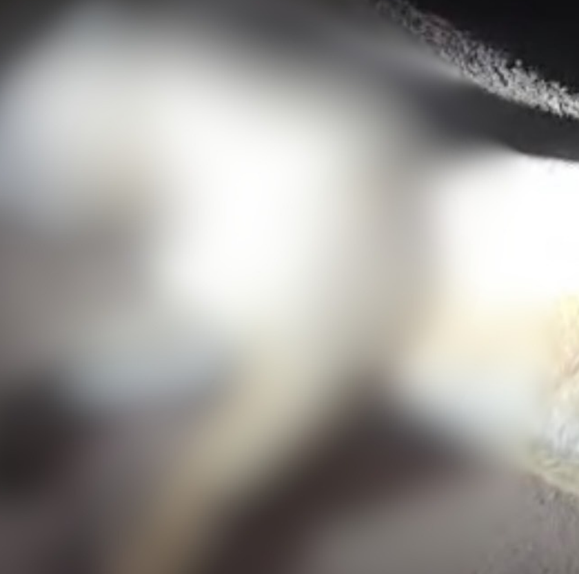 Onça-parda morre atropelada na BR-356 em Ouro Preto