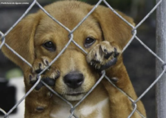 Pet shops e clínicas de Congonhas podem ser obrigadas a denunciar maus-tratos