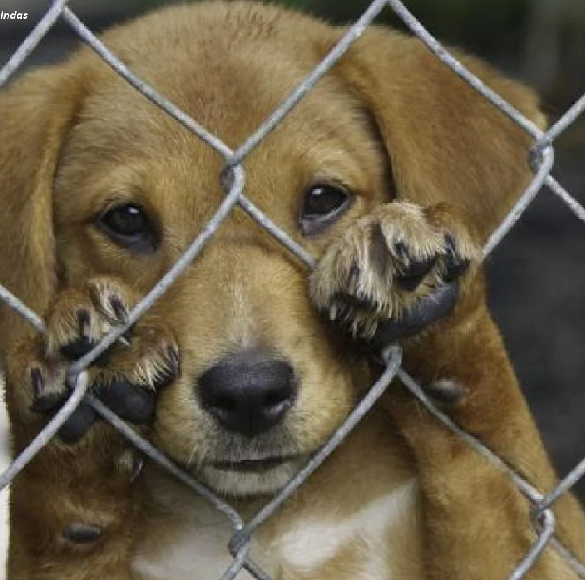 Pet shops e clínicas de Congonhas podem ser obrigadas a denunciar maus-tratos