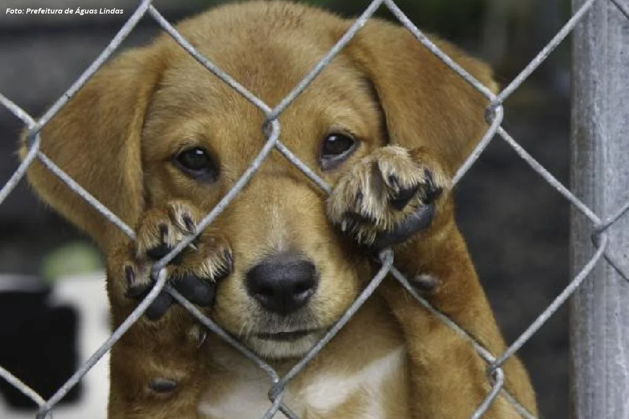 Pet shops e clínicas de Congonhas podem ser obrigadas a denunciar maus-tratos